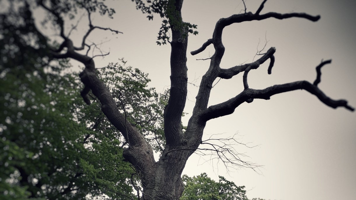 Alter, blattloser Baum im Park
